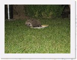 Egels in de tuin 047 * 3648 x 2736 * (6.23MB)